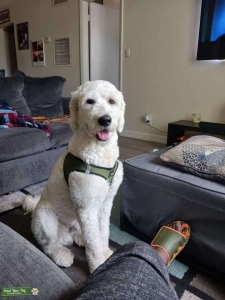 Handsome Boy Listing Image