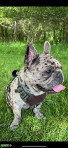 Frenchie Listing Image