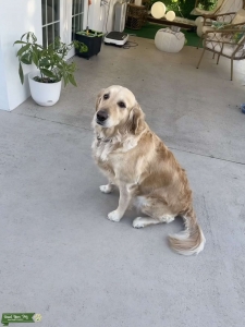 Golden Retriever Listing Image