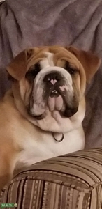 English Bulldog stud dog Listing Image