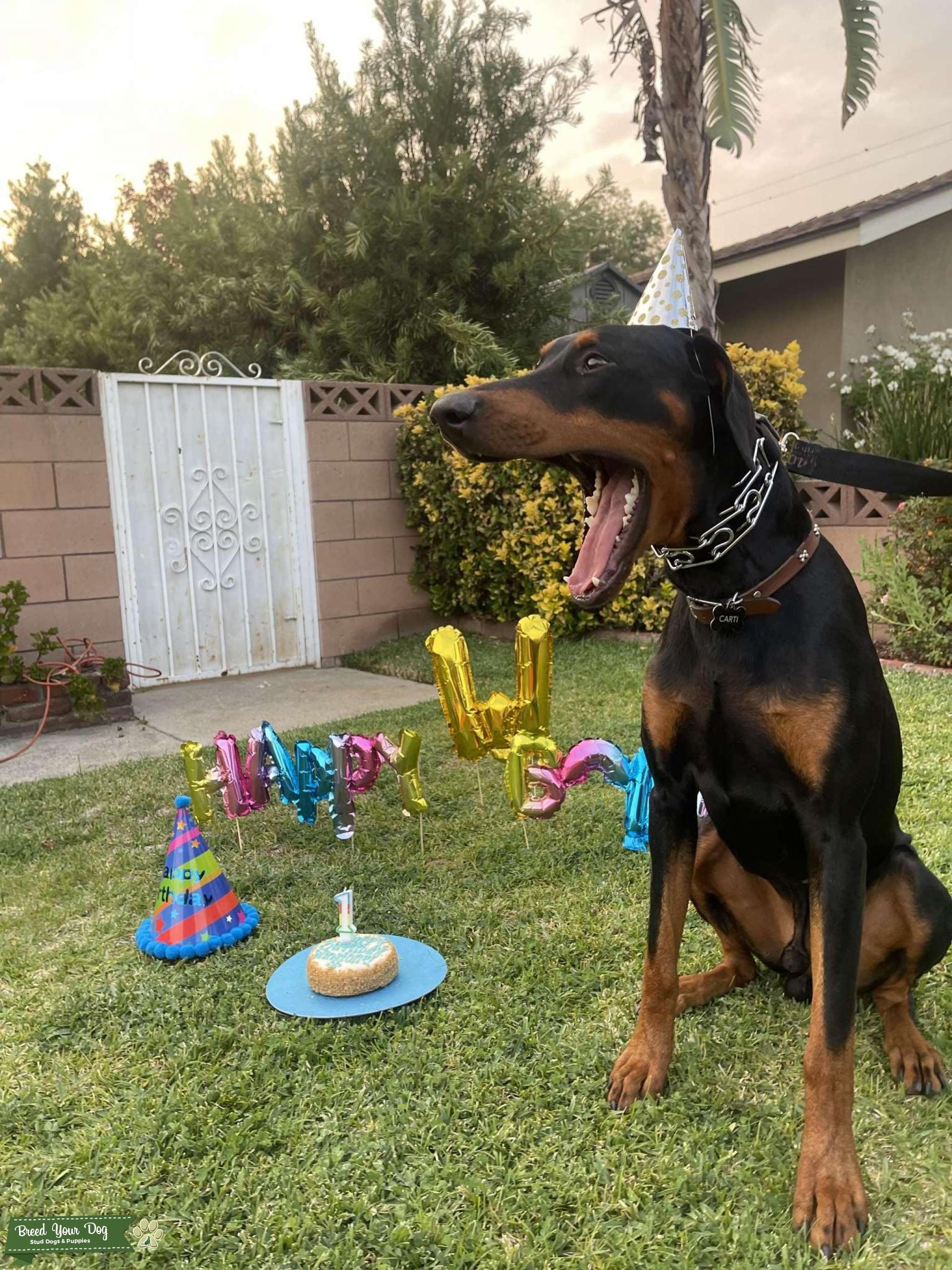 Stud Service Stud Dog California Breed Your Dog