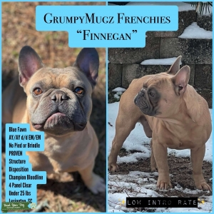 Blue Fawn Stud, Finnegan Listing Image
