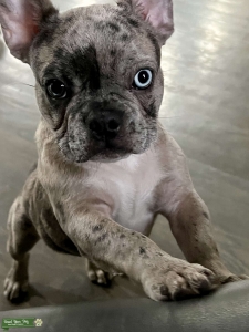 french Bulldog  Listing Image
