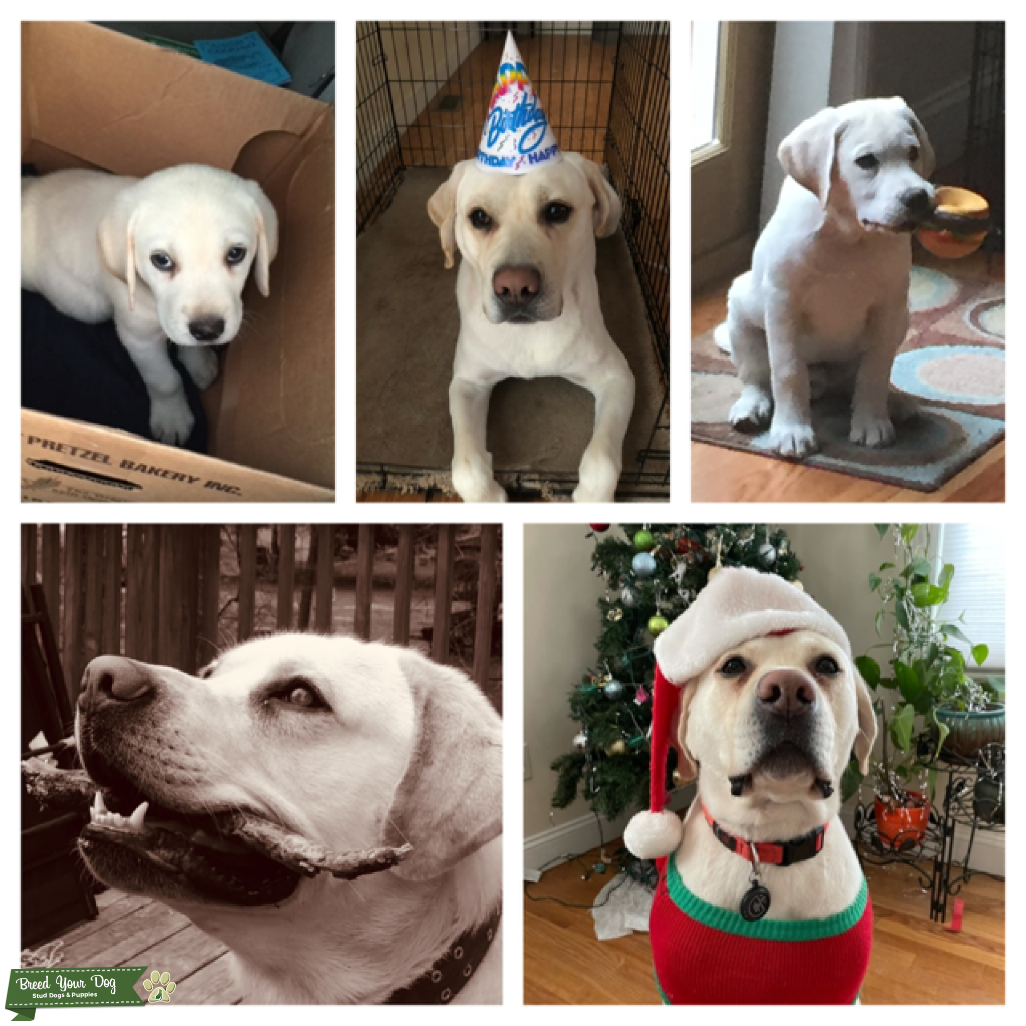 Male White Labrador Stud Dog in New Jersey, United States Breed