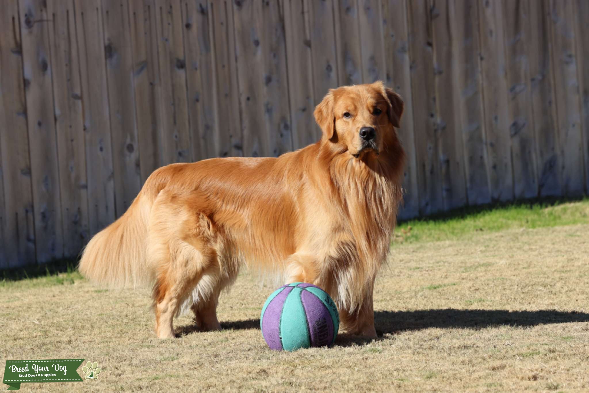 AKC Golden Retriever Stud Dog in Texas , the United States Breed