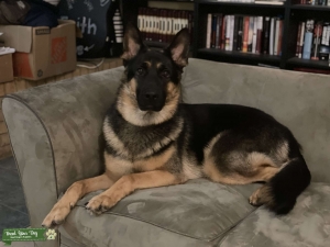 AKC German Shepherd, CH Bloodline Stud Listing Image