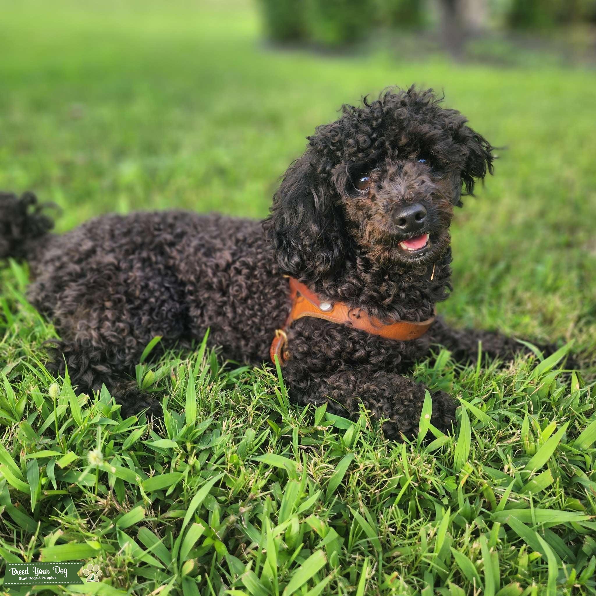 Pure breed Black AKC (TOY) Poodle 300 Stud Dog Breed Your Dog