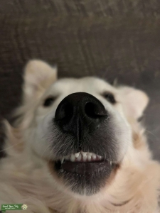 Hi there! My name is Dug & I have just met u & I love u! Listing Image