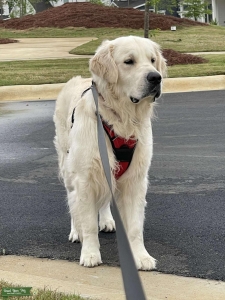 English cream golden retriever stud available  Listing Image