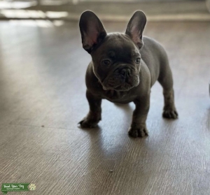 Vinny Versace Frenchies Listing Image