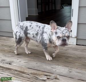 Lilac & Tan Tri Merle Listing Image