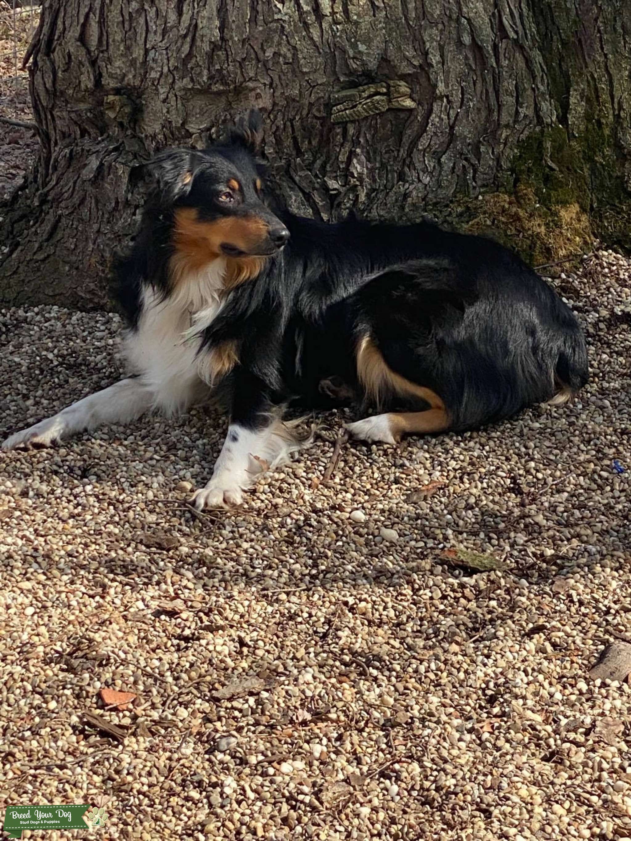 AKC, health tested black tri Aussie Stud Dog in Ohio, United States