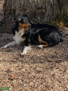 AKC, health tested black tri Aussie Listing Image