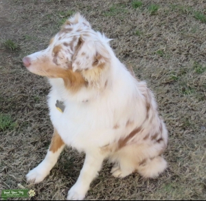 AKC RED MERLE FEMALE Listing Image