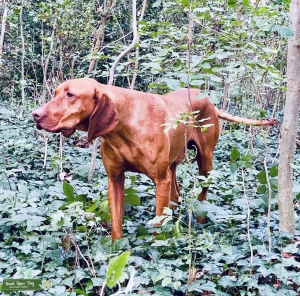 Quality vizsla at stud Listing Image