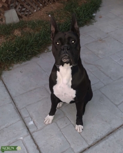 Beautiful Reverse Brindle Listing Image