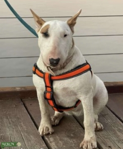 Pure bull terrier bitch  Listing Image