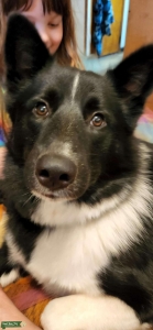 Border Collie Listing Image