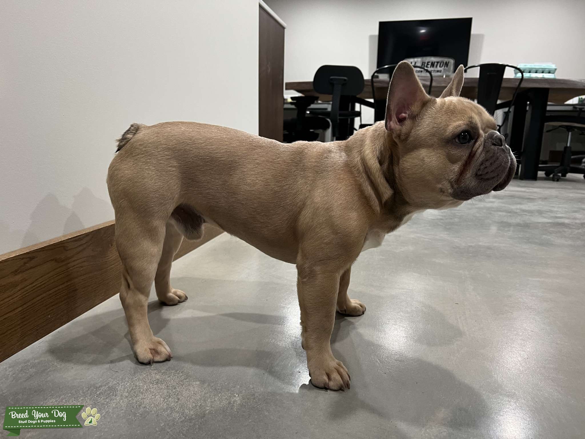 QUAD CARRIER Lilac Stud Stud Dog IN Breed Your Dog