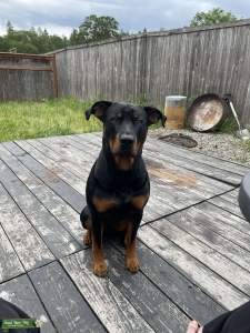 Stud Lab/Rottweiler mix  Listing Image