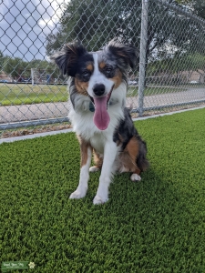 Blue Merle Miniature Australian Shepherd Stud Listing Image