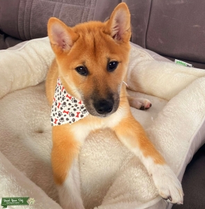 Shiba Stud Listing Image