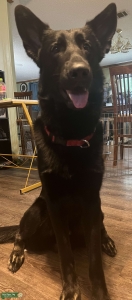 German Shepard Listing Image