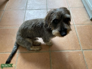 Wire-Haired Dachshund Stud Listing Image