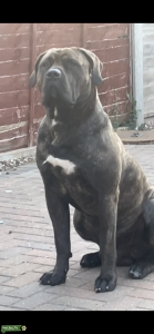 Available for stud Listing Image