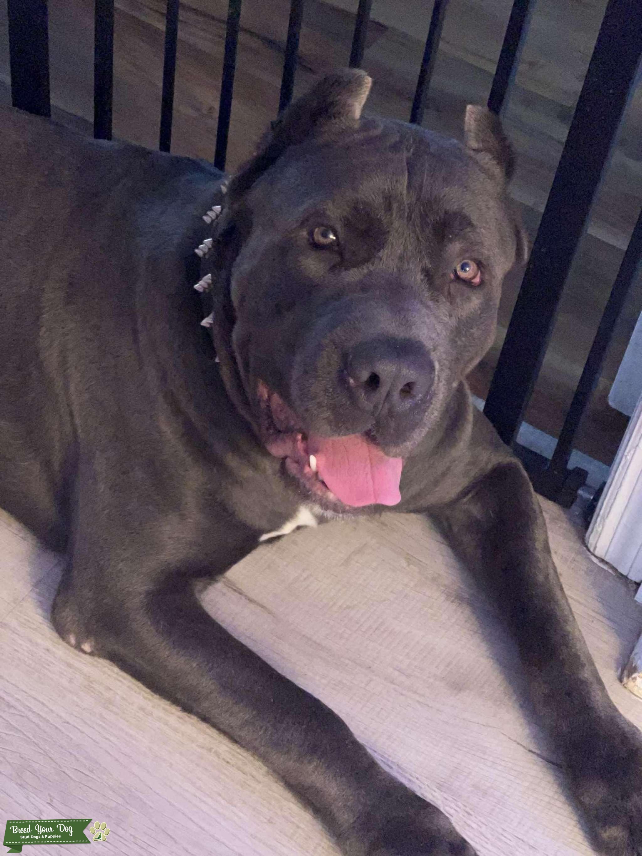 ICCF Registered Cane Corso Stud Stud Dog Florida Breed Your Dog