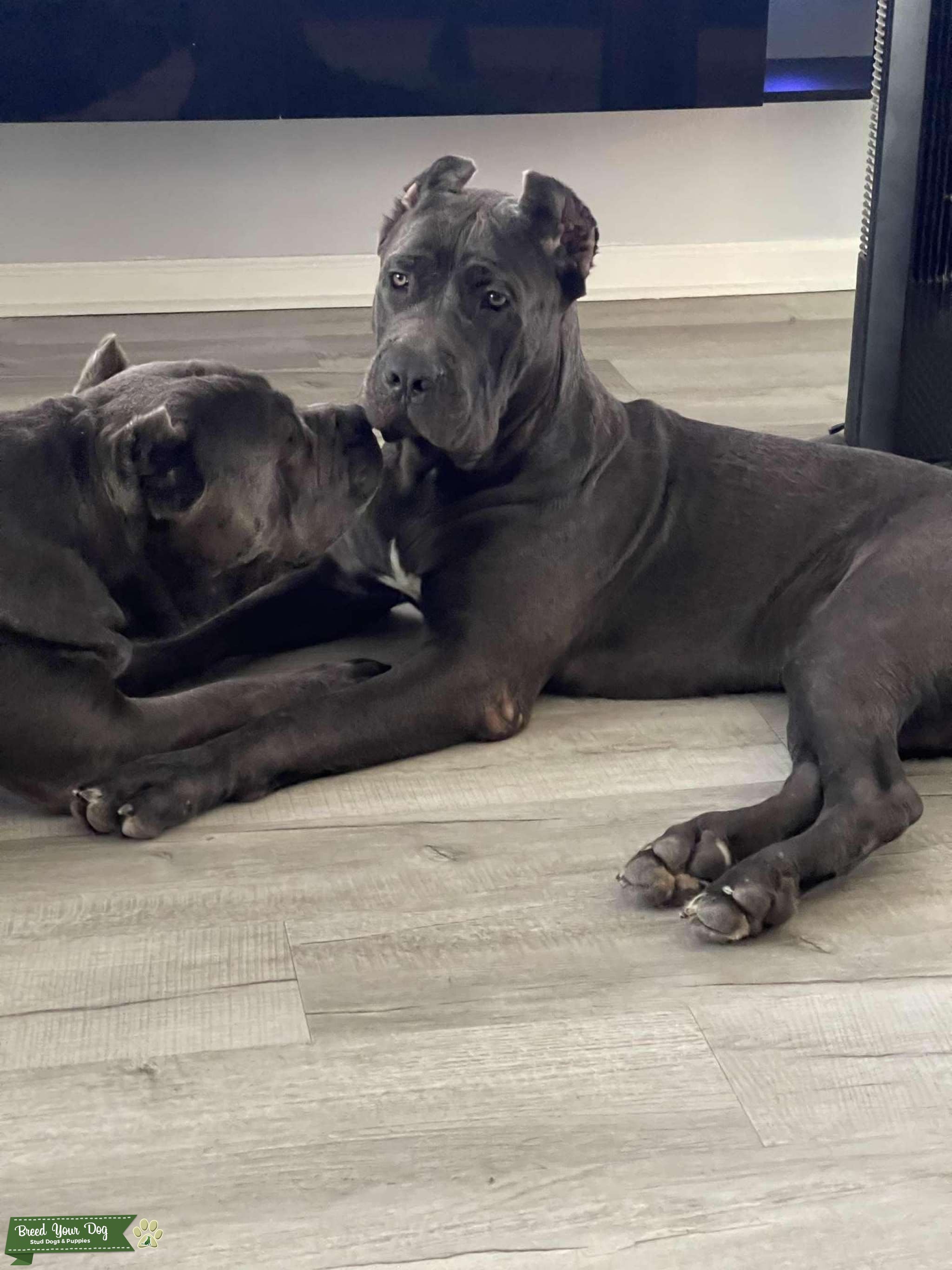 ICCF Registered Cane Corso Stud Stud Dog in Florida , United States