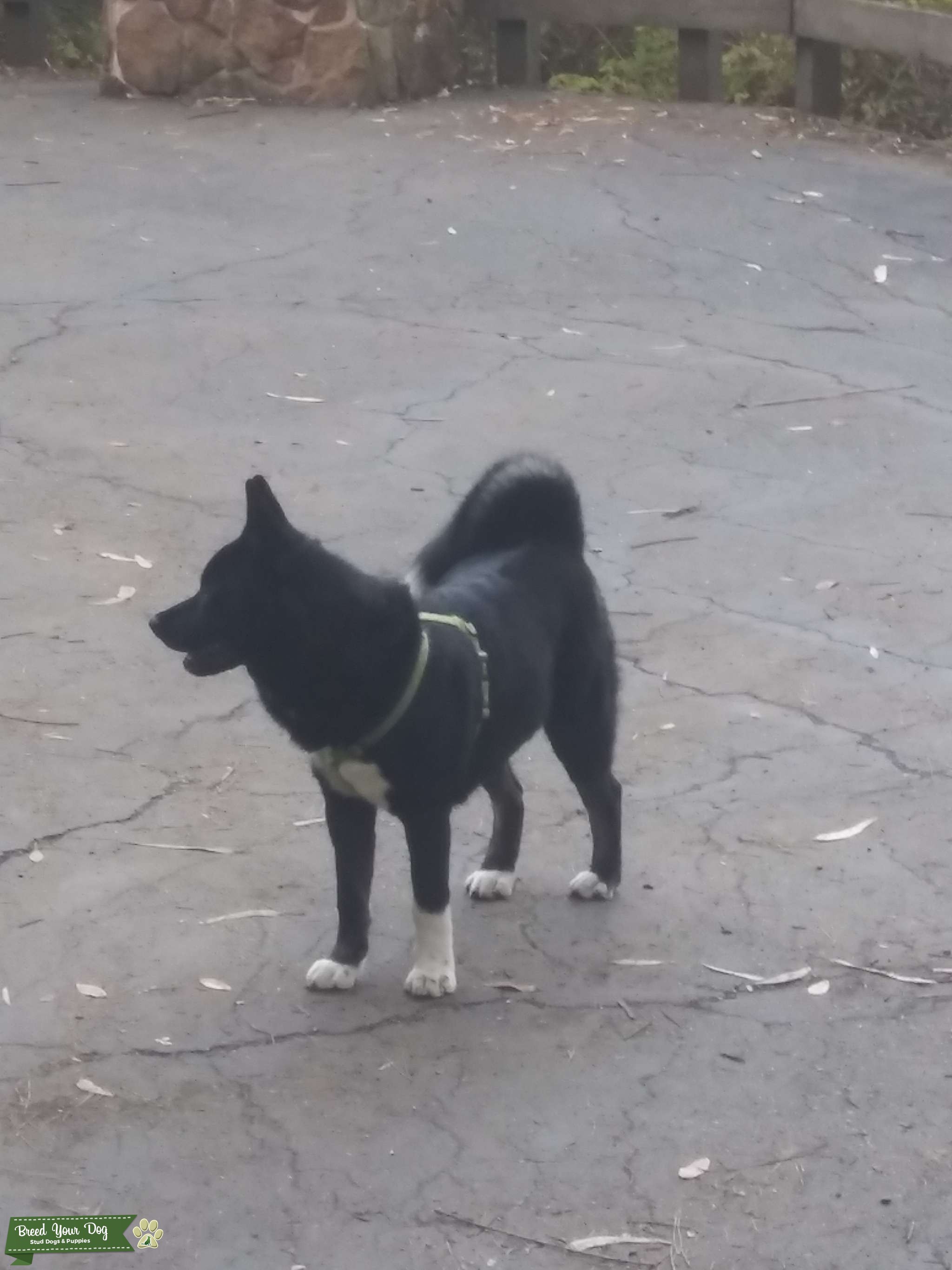 Black and White Akita Male Stud Dog in Oakland, California, the