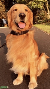 Golden Retriever  Listing Image