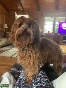 Red miniature Goldendoodle  Listing Image
