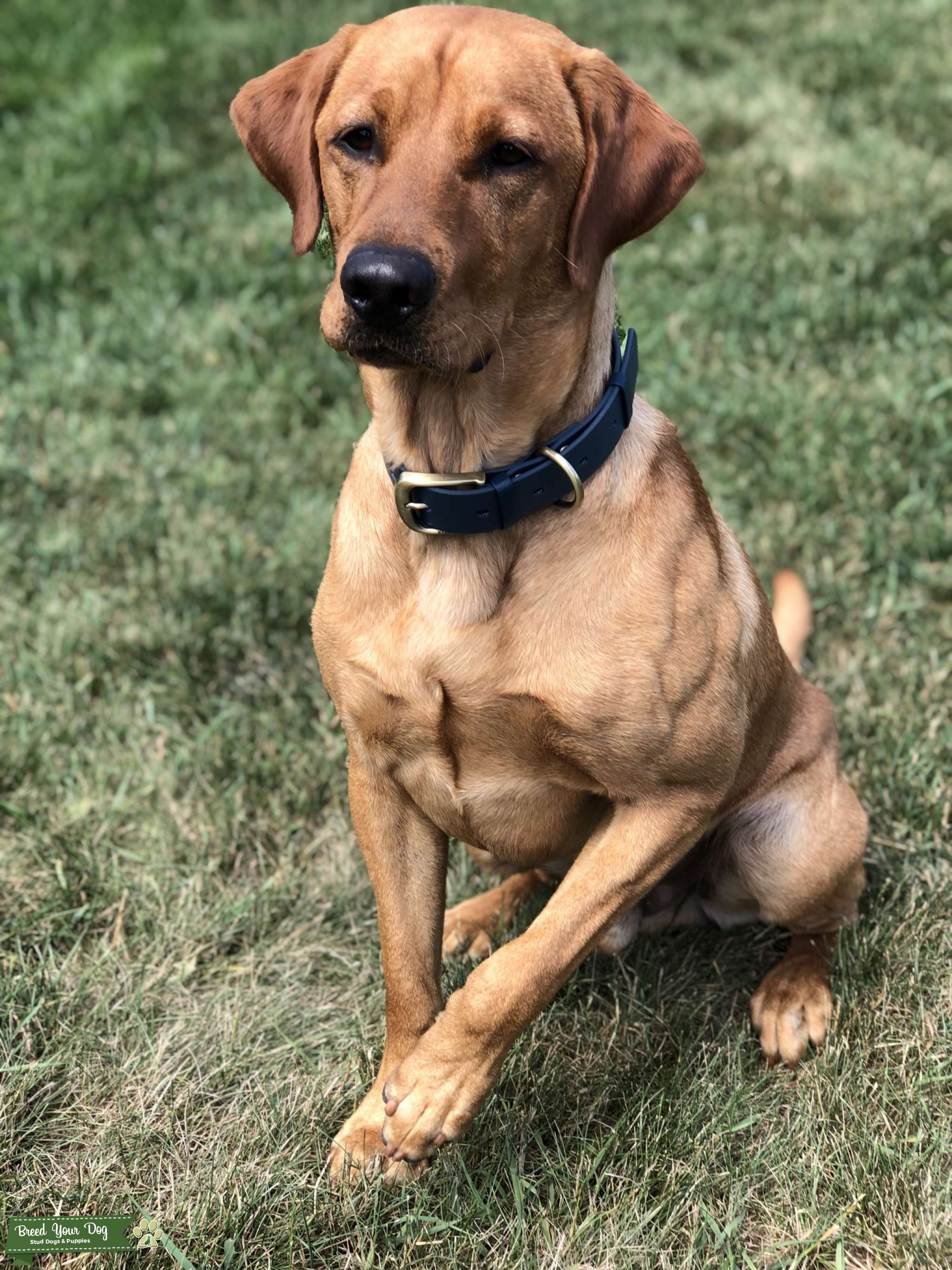 AKC American Labrador Retriever Stud Dog in Fox Valley , the United