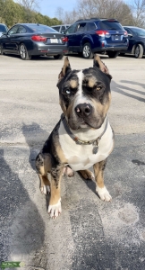 Tri-Color Copper Merle American Bully Listing Image