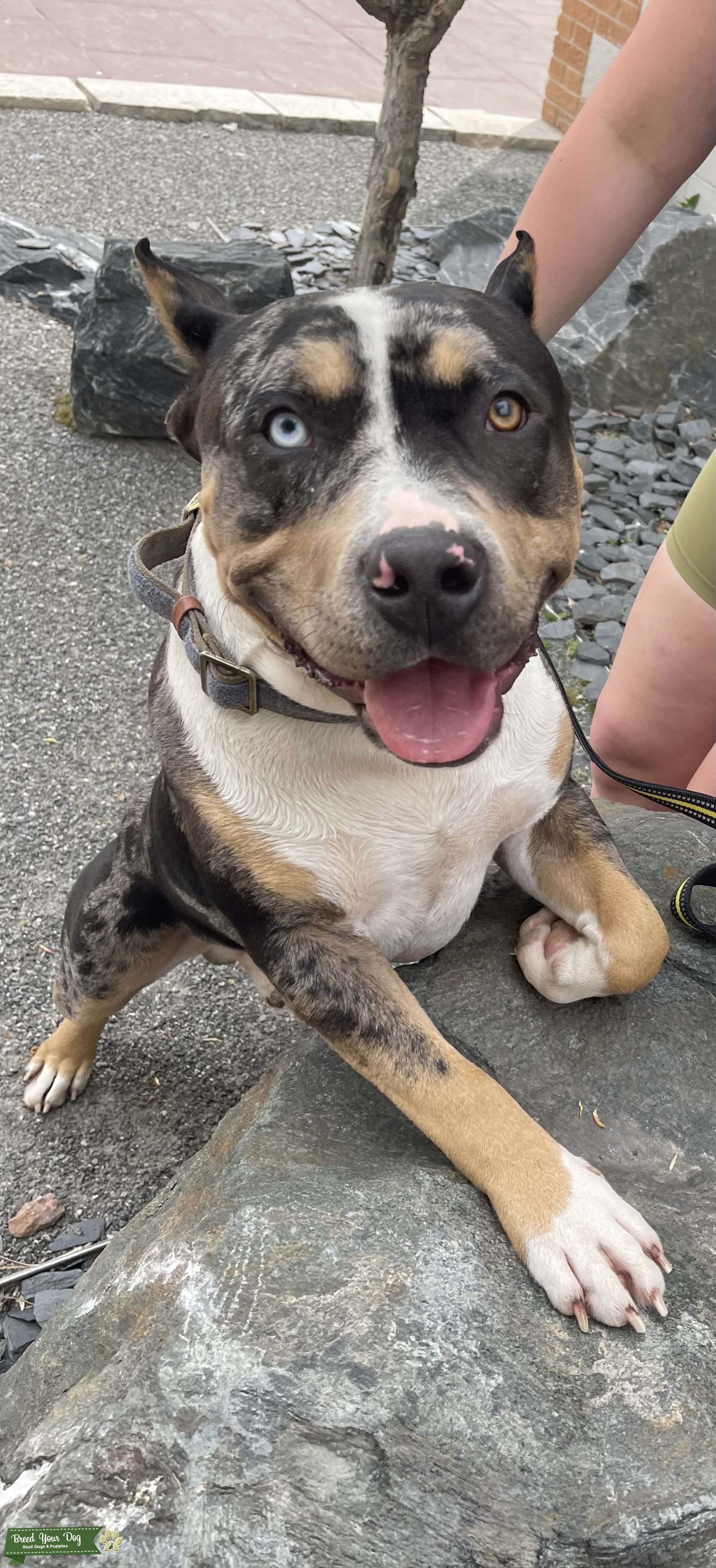 TriColor Copper Merle American Bully Stud Dog in WI, United States