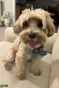 Adorable Apricot Maltipoo Stud Listing Image