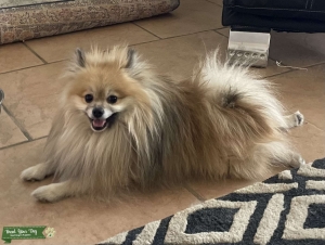 Fawn Pomeranian  Listing Image