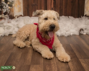Soft Coated Wheaten  Listing Image