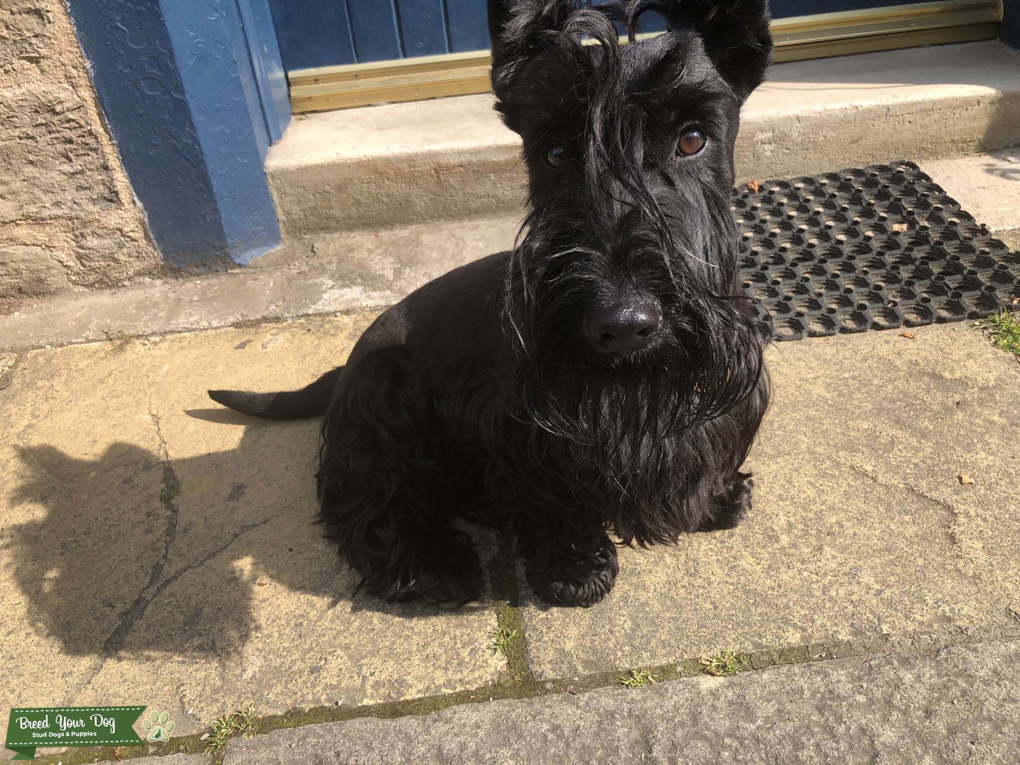 Pedigree Scottie Male Stud Dog in Edinburgh, the United States