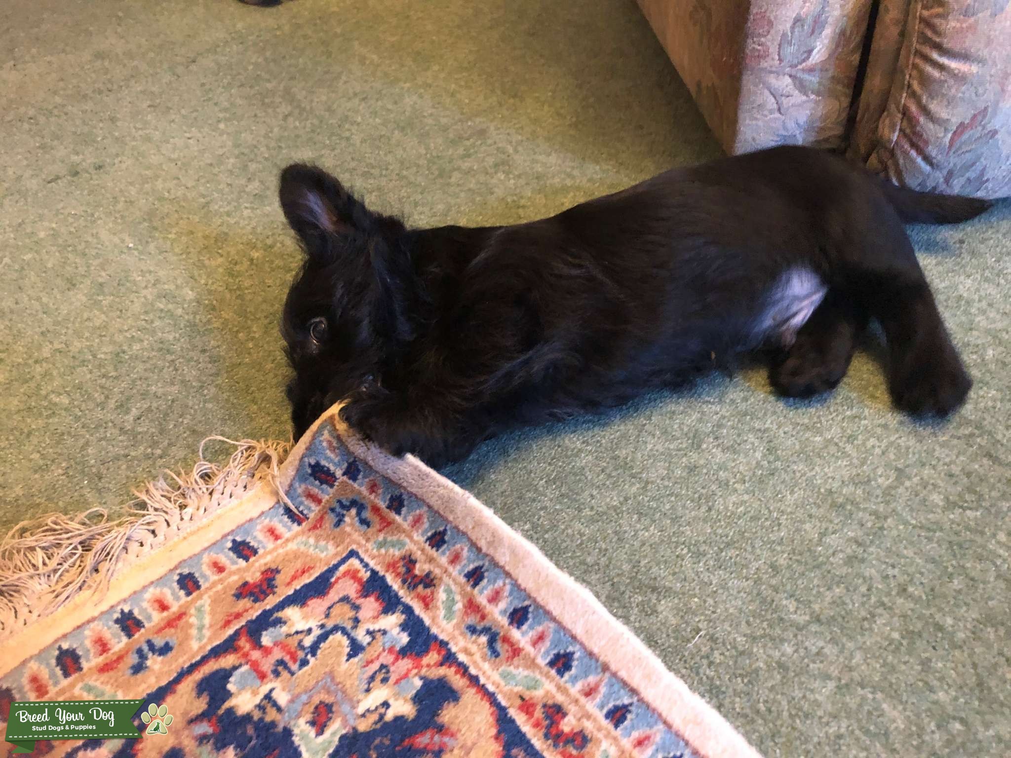 Pedigree Scottie Male Stud Dog in Edinburgh, the United Kingdom