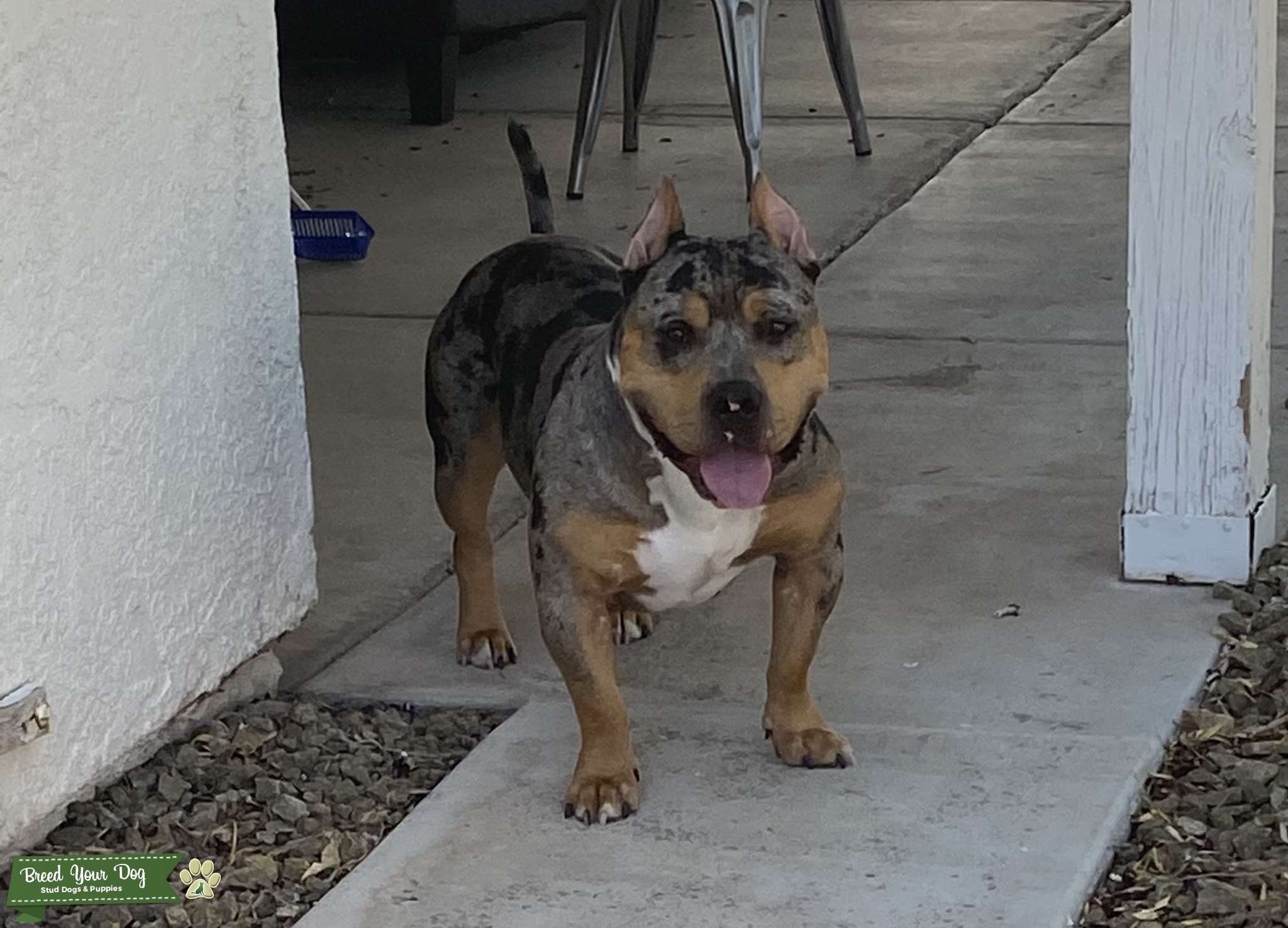 American Bully ( Merle ) *STUD SERVICE* Stud Dog in LAS VEGAS, the