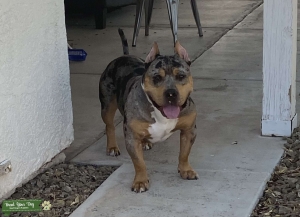 American Bully ( Merle ) *STUD SERVICE*  Listing Image