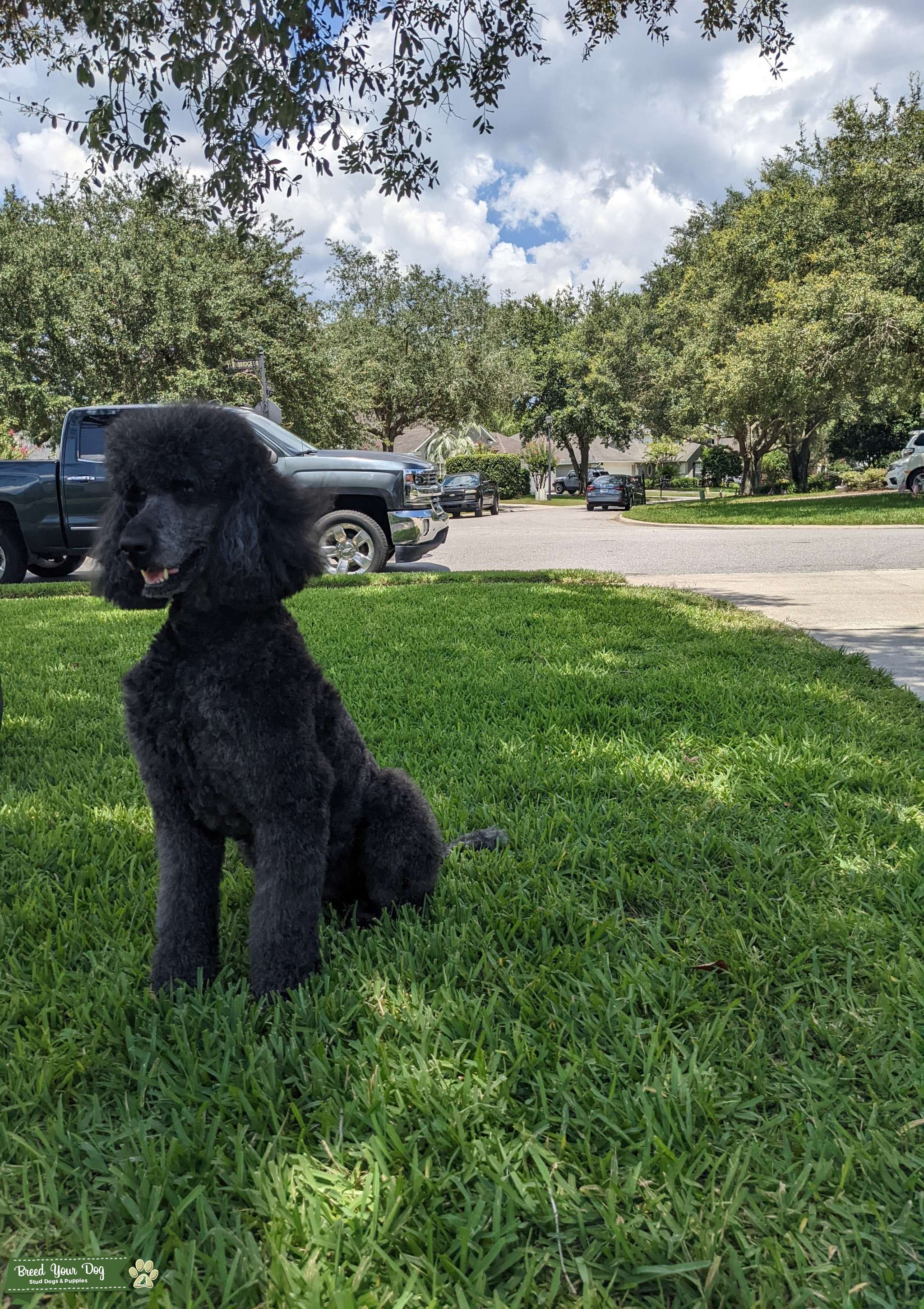 Standard poodle stud Stud Dog in Florida, the United States Breed