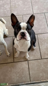 Boston terrier stud Listing Image