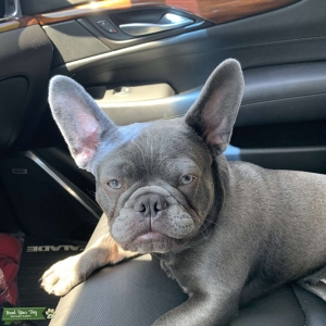 Lilac French Bull dog  Listing Image