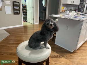 2.5 year female miniature blue poodle Listing Image