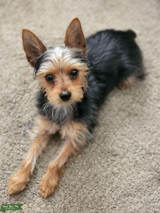 Stud Yorkie ready Listing Image