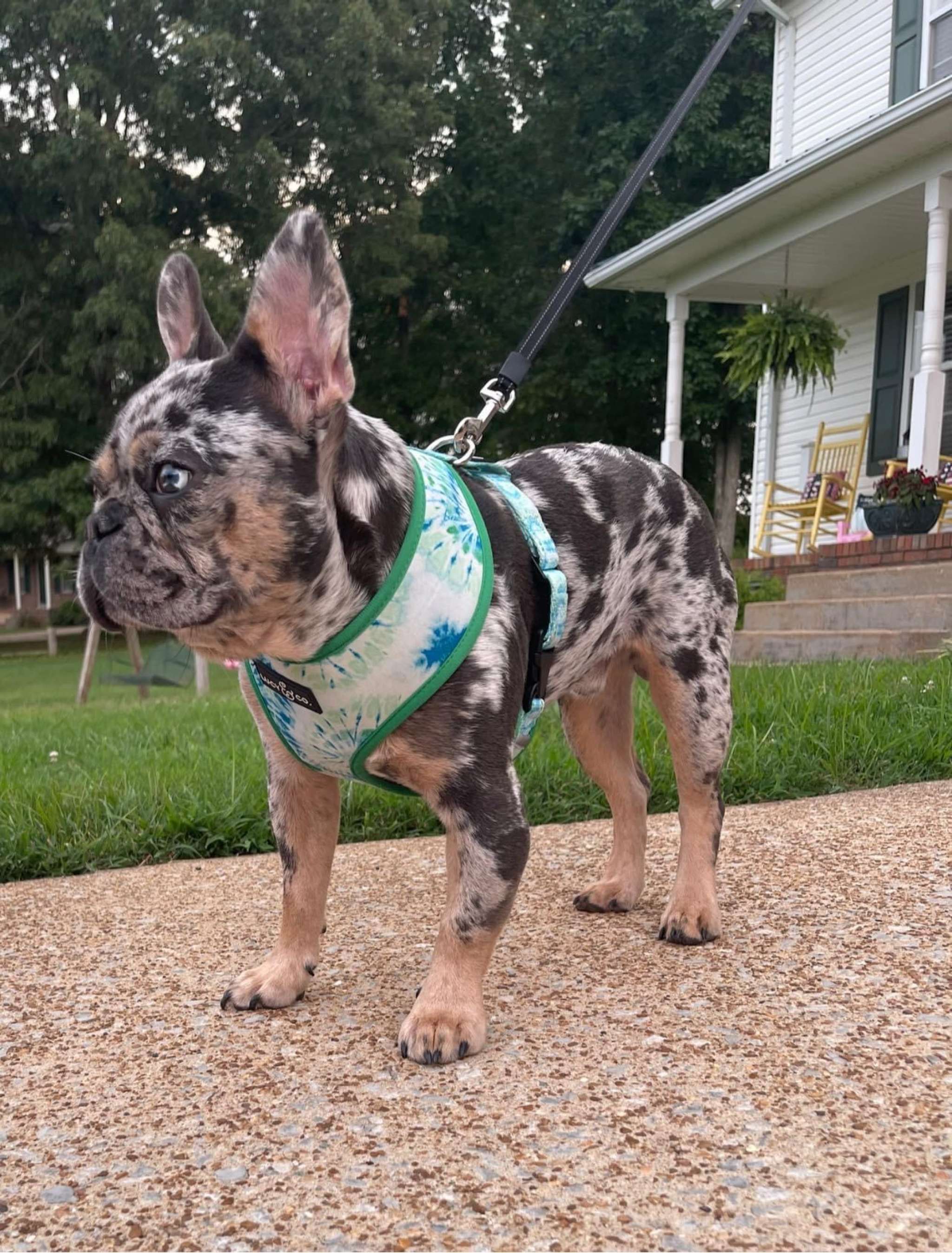 Blue Tan Merle, carries fluffy Stud Dog in TENNESSEE (TN), the United